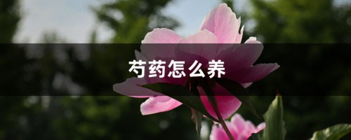 芍药怎么养