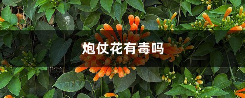 炮仗花有毒吗