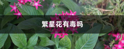 繁星花有毒吗