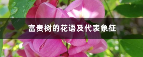 富贵树的花语及代表象征