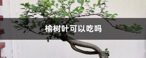 榆树叶可以吃吗