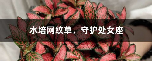 水培网纹草，守护处女座