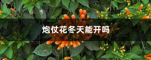 炮仗花冬天能开吗