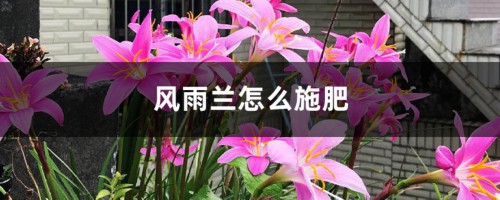 风雨兰怎么施肥