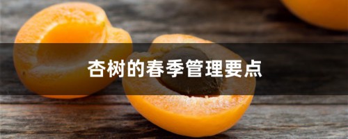 杏树的春季管理要点