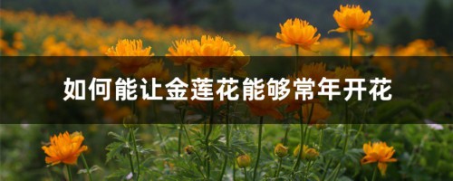 如何能让金莲花能够常年开花