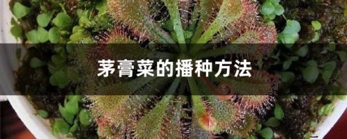 茅膏菜的播种方法